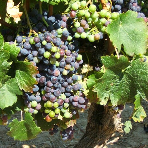 photo, image, grapes, food and wine travel planning