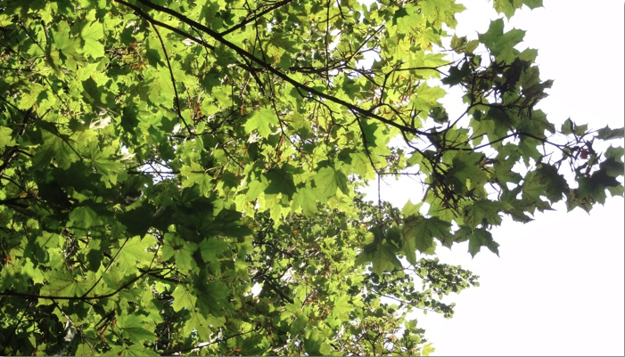 tree tree photo