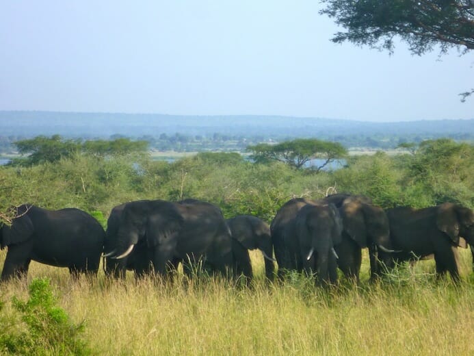 photo, image, elephants, uganda