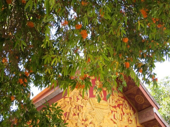 photo, image, vegetation, temple