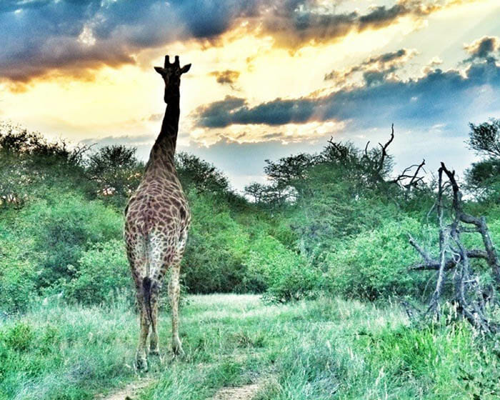 photo, image, giraffe