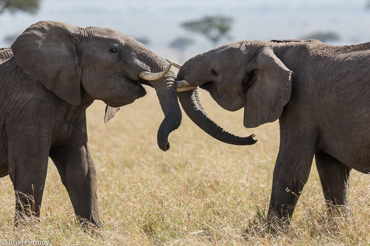 It’s hard to imagine something the size of a truck playing, but these two young bull elephant were having a grand ole time practicing their best Kung-fu moves.