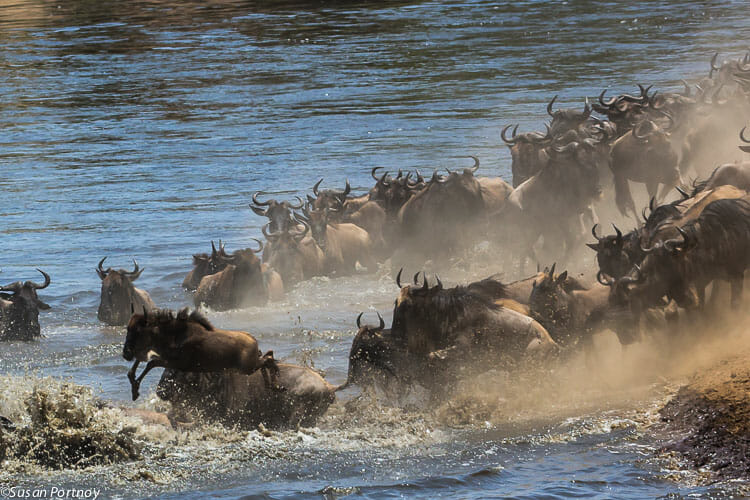 wildebeests great migration