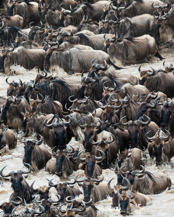 The sheer numbers of wildebeests, and the frenzy that ensues during a crossing, makes this one of the most thrilling spectacles to photograph.