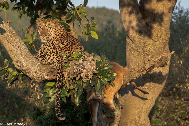 We couldn’t have asked for more: gorgeous morning light, a beautiful leopard, and his kill draped facing us on the tree next to him. Score!