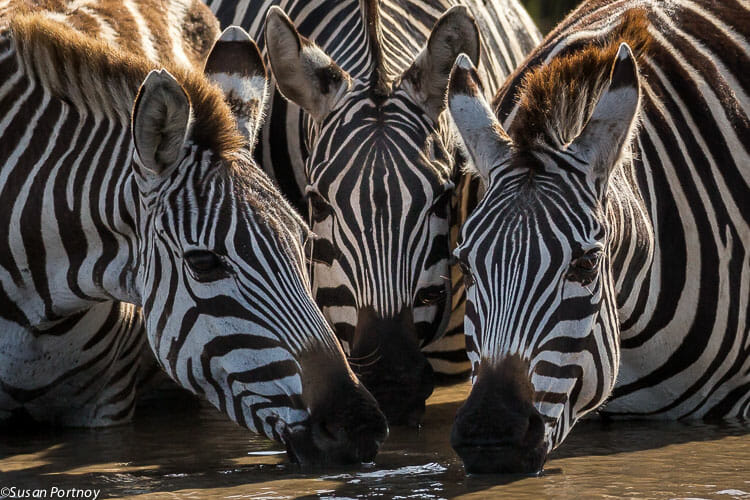 We stopped to watch a busy watering hole filled with zebra and wildebeest. A great place for images like this - all soft eyes and graphic stripes.