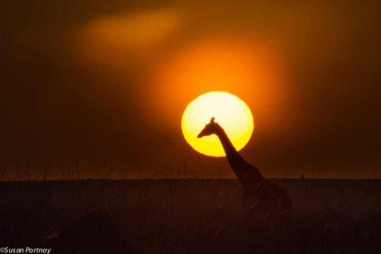 Giraffe at sunrise.
