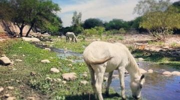 photo, image, horses, rio san carlos