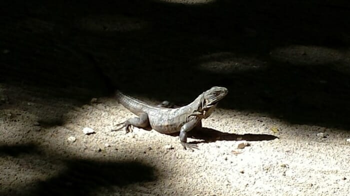photo, image, gecko, cancun