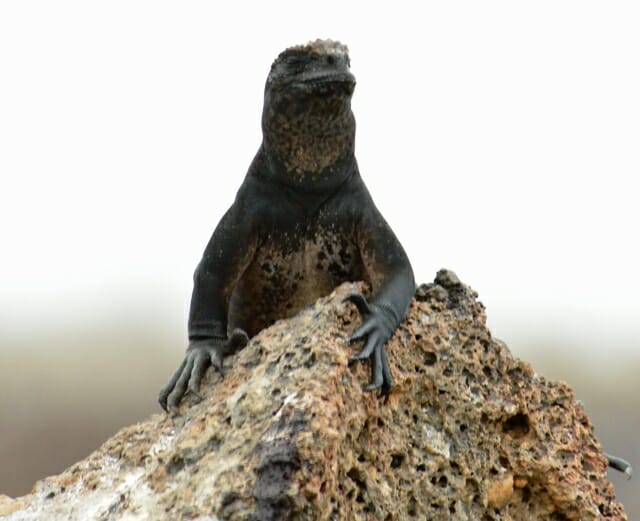 photo, image, iguana, galapagos