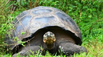 photo, image, tortoise, galapagos