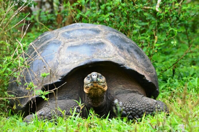 photo, image, tortoise, galapagos