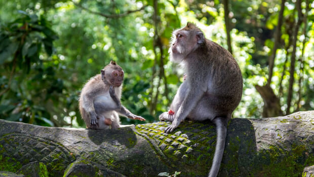Ubud Bali Monkey Forest