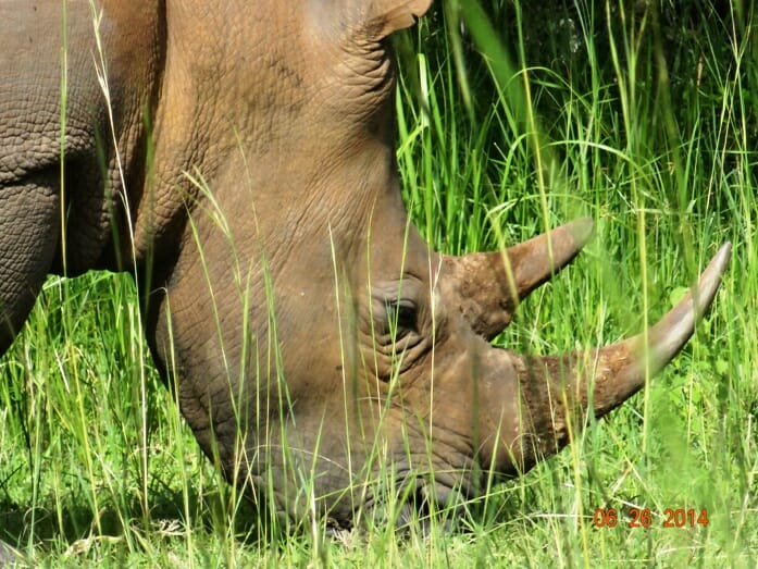 photo, image, rhino, uganda