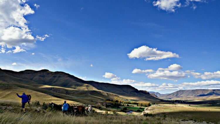 photo, image, cattle herders, eastern cape
