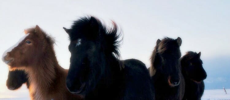 photo, image, iceland, horses