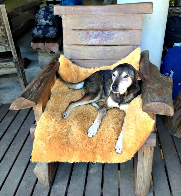 photo, image, elephant nature park, rescue dog, chiang mai, thailand