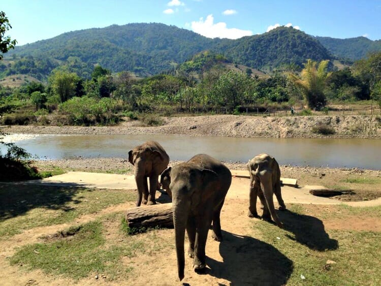 photo, image, elephant nature park, chiang mai, thailand