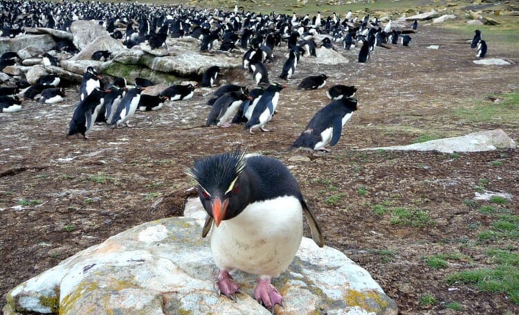 photo, image, rock penguin, falkland islands