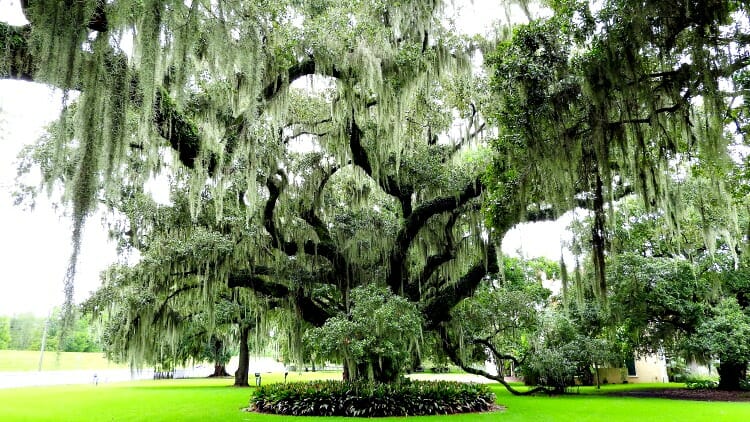 photo, image, tree, spanish moss, new orleans