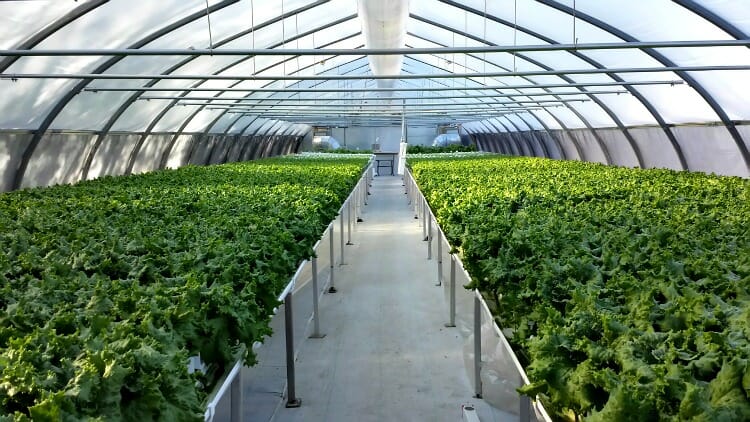 photo, image, greenhouse, l'eden rouge, abitibi