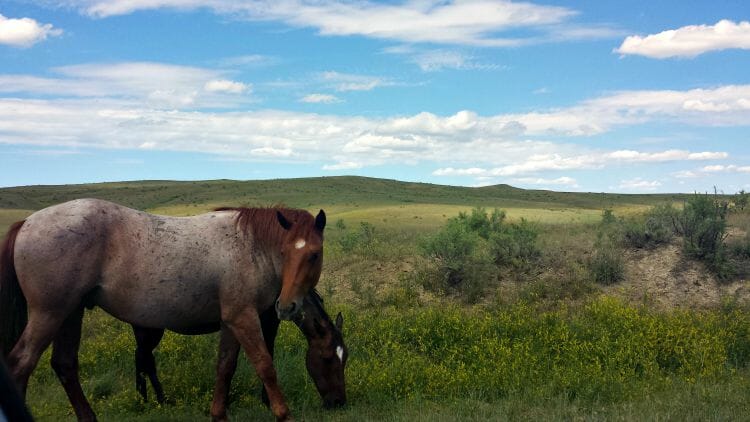 photo, image, ponies, little bighorn