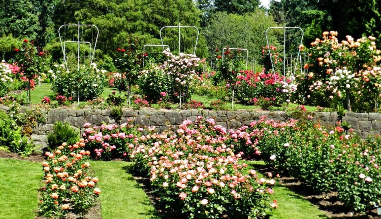 photo, image, portland, international rose test garden