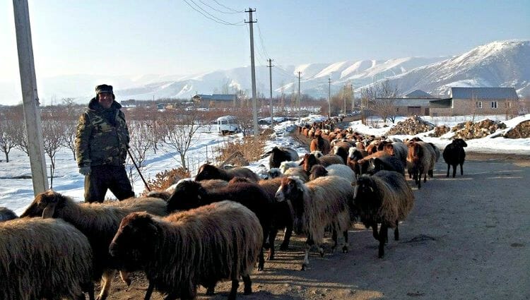 photo, image, armenia, goats