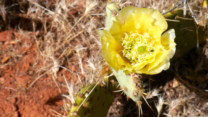 Beautiful wild flowers are everywhere in Sedona.