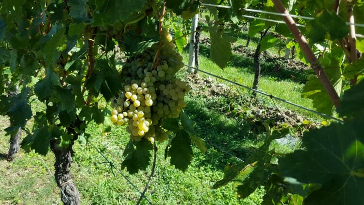 photo, image, grapes, lombardy