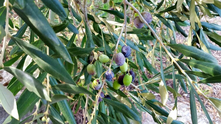 photo, image, olives, lombardy