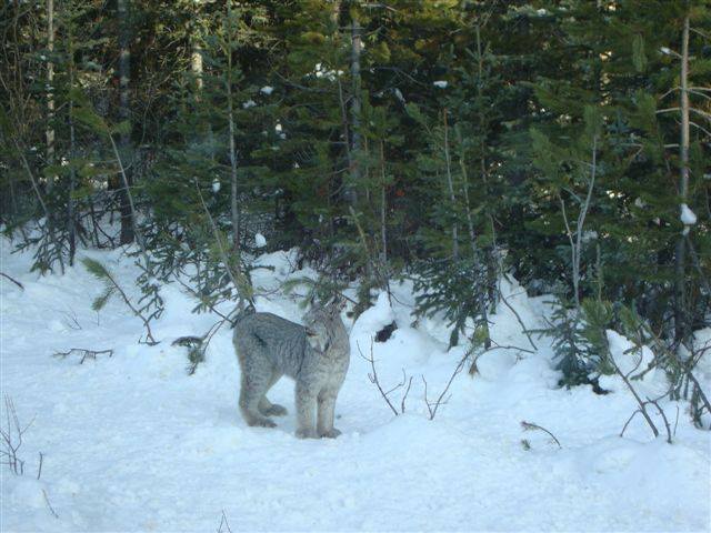 Glenda - Seeing this lynx right bedide me in Columbia Icefields, Banff National Park. Gorgeous CAT!