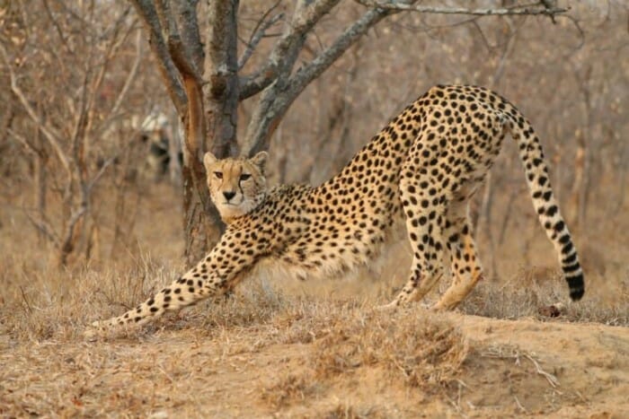 photo, image, cheetah, kapama game reserve, south africa