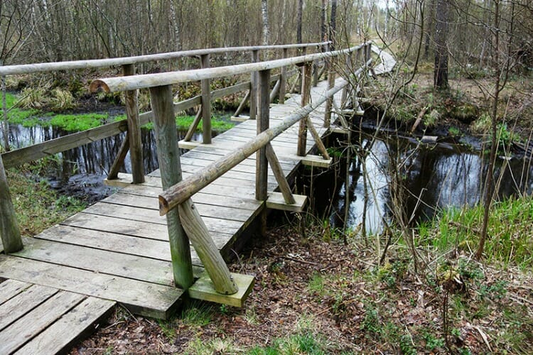 photo, image, bog trail, park, nomme, tallinn, estonia