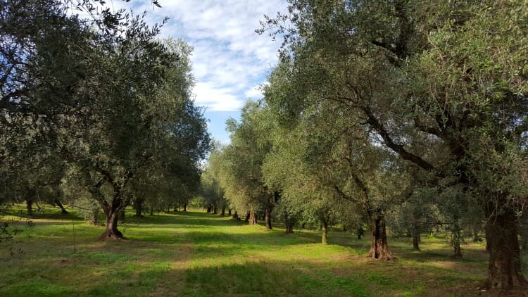 photo, image, olive trees, olive oil in lombardy, frantoio montecroce