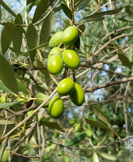 photo, image, olives, olive oil in lombardy