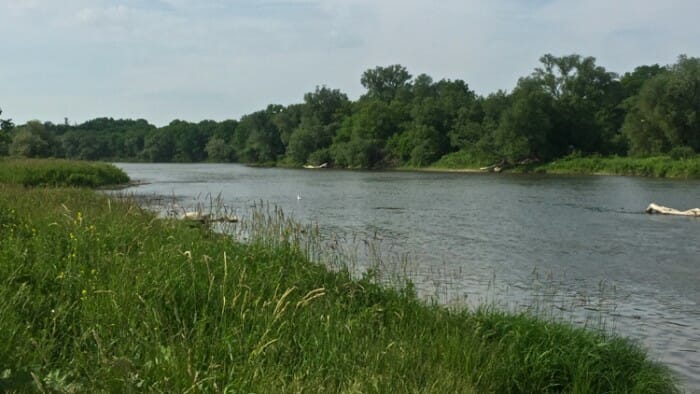 This is the Grand River, the longest river that runs completely in Ontario. The land you can see across the river is an island. We fished close in the waters close to the shore of the island. 