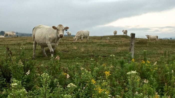 cows, meaningful travel