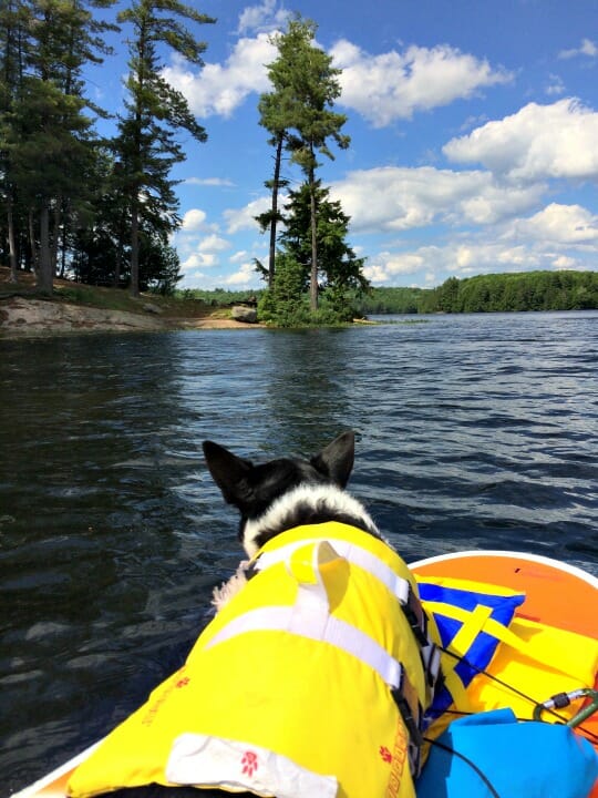 photo, image, dog on paddle board, solo camping trip