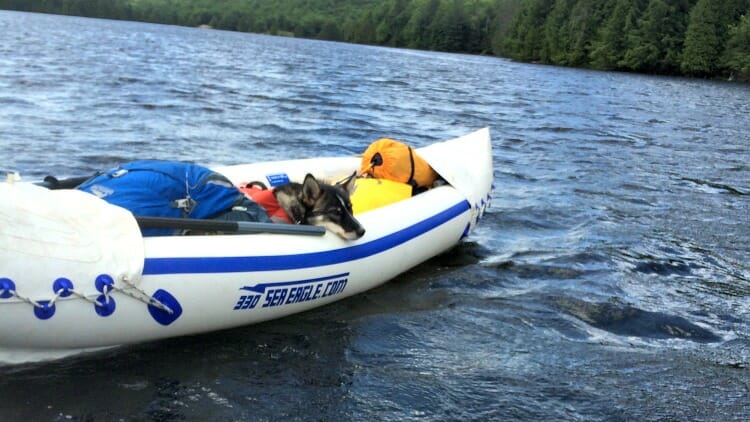 photo, image, dog in kayak