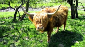 photo, image, cow, west highland way, scotland