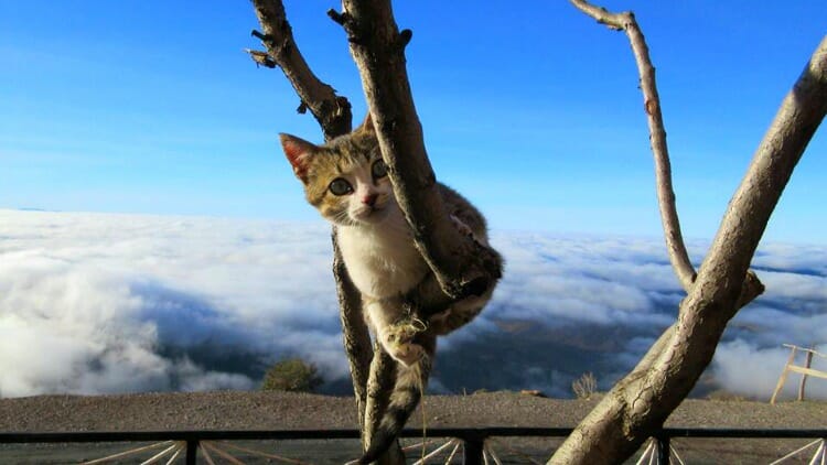 photo, image, cat in tree, tizi-n-test pass, morocco
