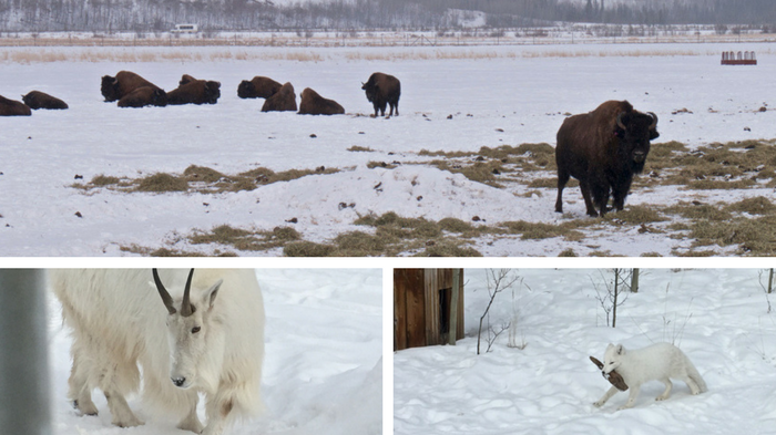 photo, image, yukon wildlife preserve, solo travel to whitehorse