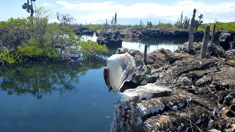 photo, image, blue-footed booby, quito, ecuador, galapagos