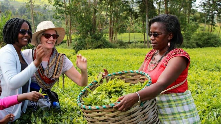 photo, image, picking tea leaves, kenya