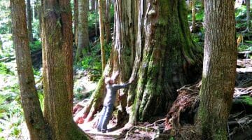 Pic of the Week: Avatar Grove, British Columbia