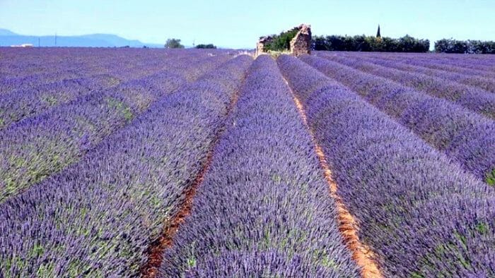 photo, image, lavender field, valensole, provence