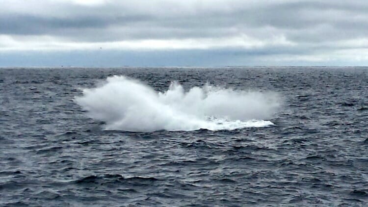 photo, image, whale splash, solo in newfoundland