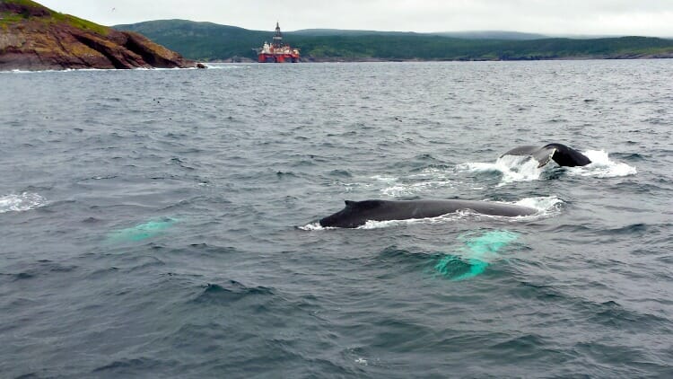 photo, image, whales, solo in newfoundland