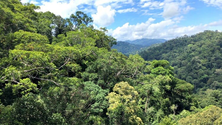 photo, image, rainforest, brunei